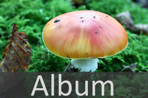 Pilze (Fungi)